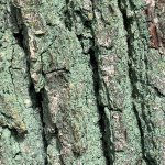 Leprocaulon inexpectatum